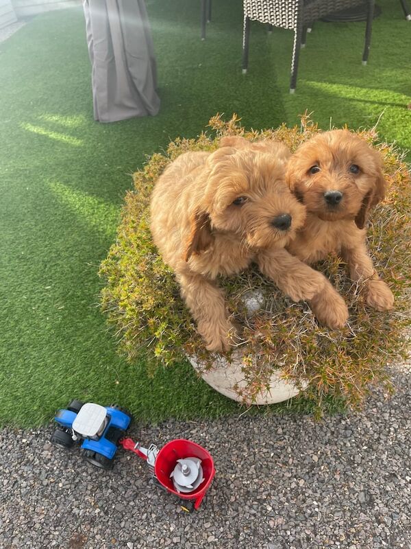 Cockapoo puppies for sale in Wickford, Essex – 8 weeks old - Image 3 of 6