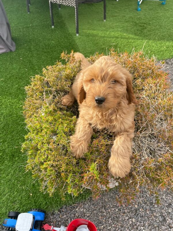 Cockapoo puppies for sale in Wickford, Essex – 8 weeks old - Image 5 of 6