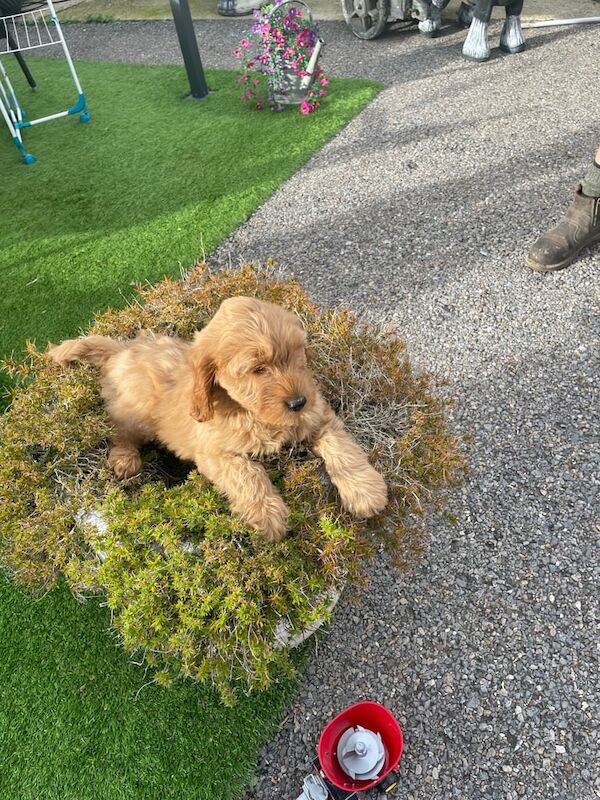 Cockapoo puppies for sale in Wickford, Essex – 8 weeks old - Image 6 of 6