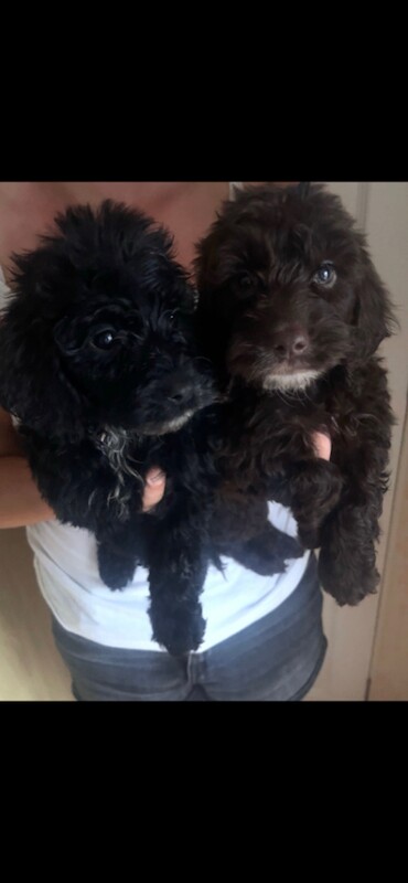 Cocker poo puppies - Image 2 of 4