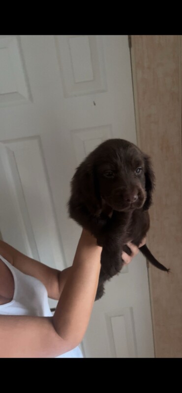 Cocker poo puppies - Image 3 of 4