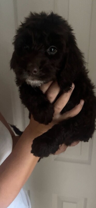 Cocker poo puppies - Image 4 of 4