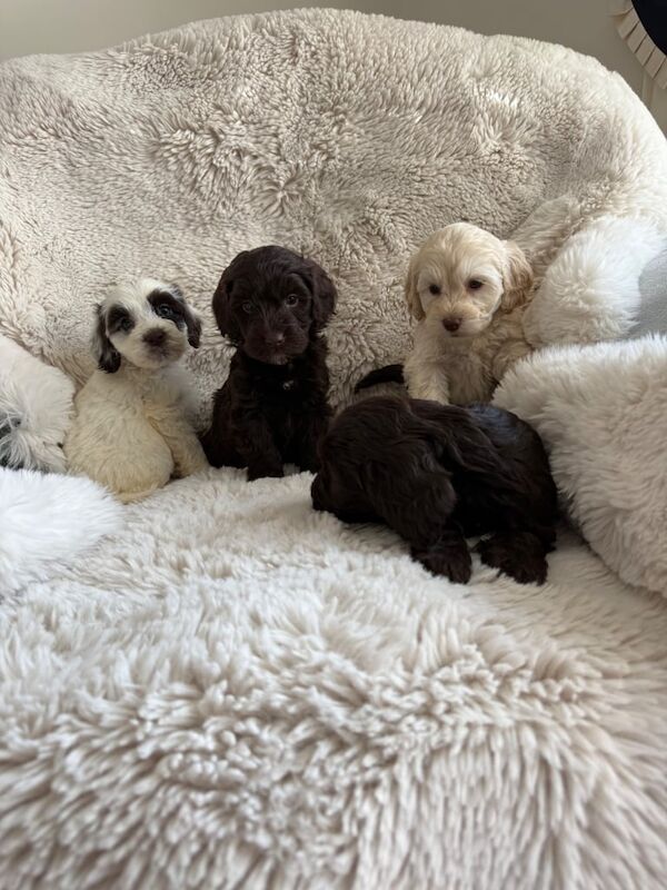 Cocker poo puppies for sale in Basildon, Essex | Image 3