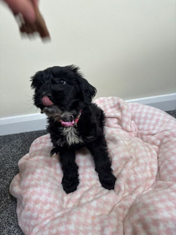 Cocker poo puppy - Image 2 of 4