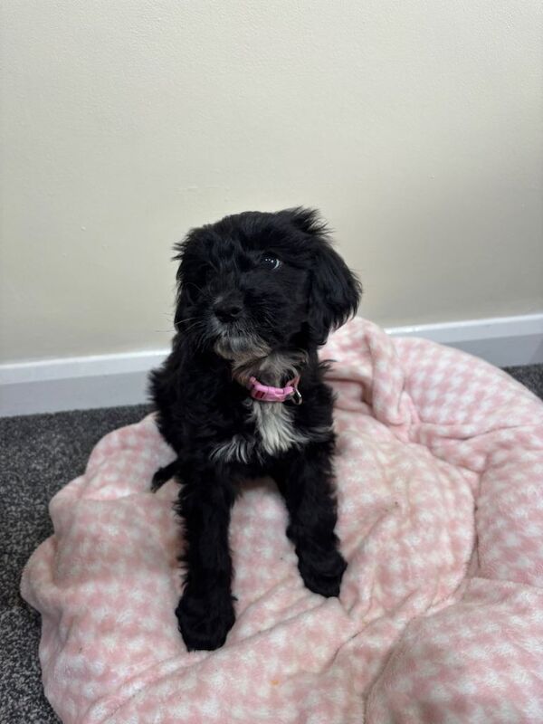 Cocker poo puppy - Image 3 of 4