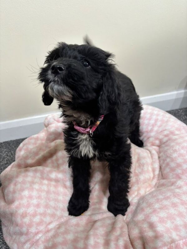 Cocker poo puppy - Image 4 of 4