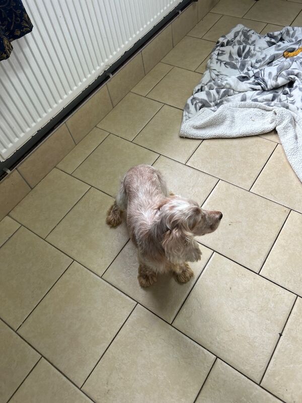 Cockapoo Puppies For Sale