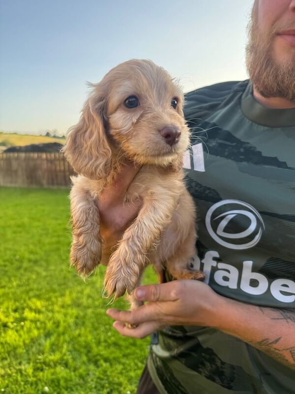 Cockapoo puppies for sale in Strabane, County Tyrone – 8 weeks old