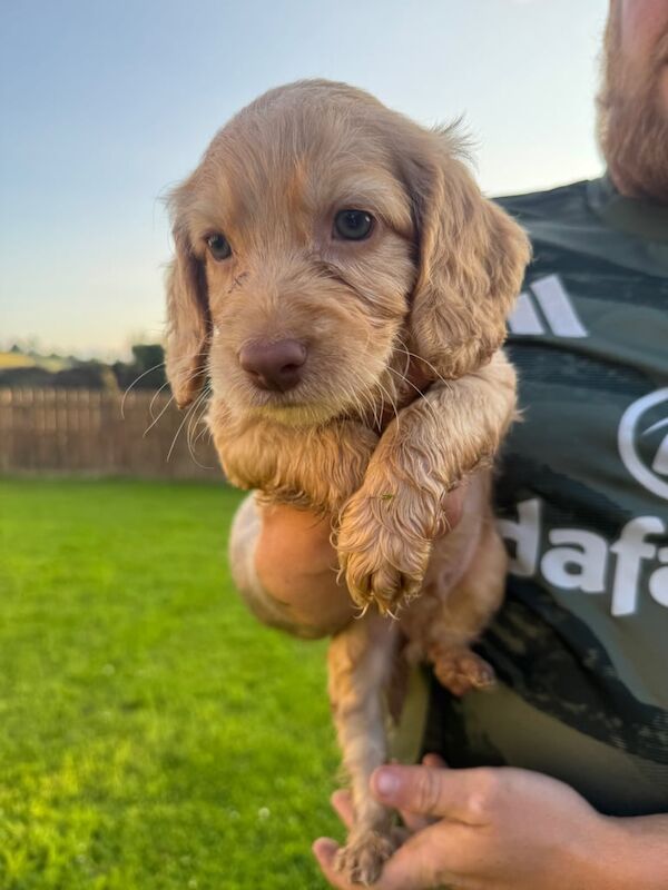 Cockapoo puppies for sale in Strabane, County Tyrone – 8 weeks old - Image 2 of 3
