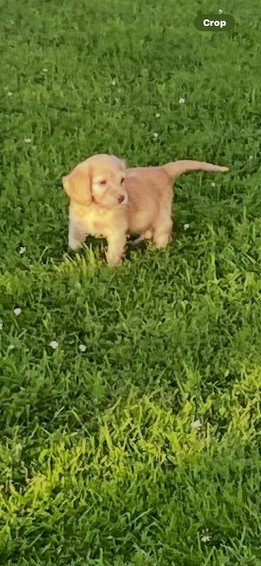 Cockapoo puppies for sale in Strabane, County Tyrone – 8 weeks old - Image 3 of 3