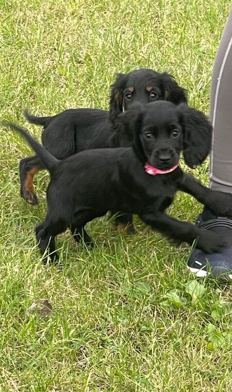 Merle Cockapoo puppies for sale in Wisbech, Cambridgeshire – 7 weeks old