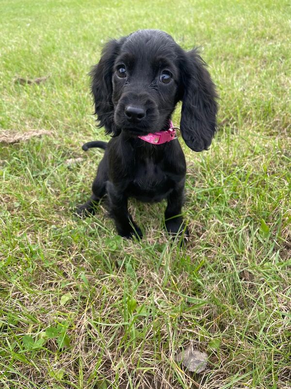 Tricolour Cockapoo puppies for sale in Wisbech, Cambridgeshire – 8 weeks old