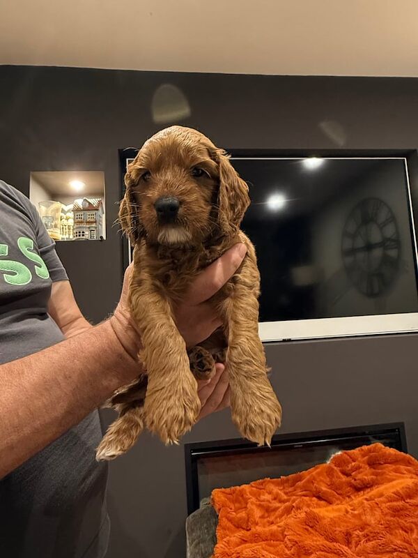 Cockapoo puppies for sale in Kingston upon Hull, East Riding of Yorkshire – 6 weeks old - Image 3 of 4