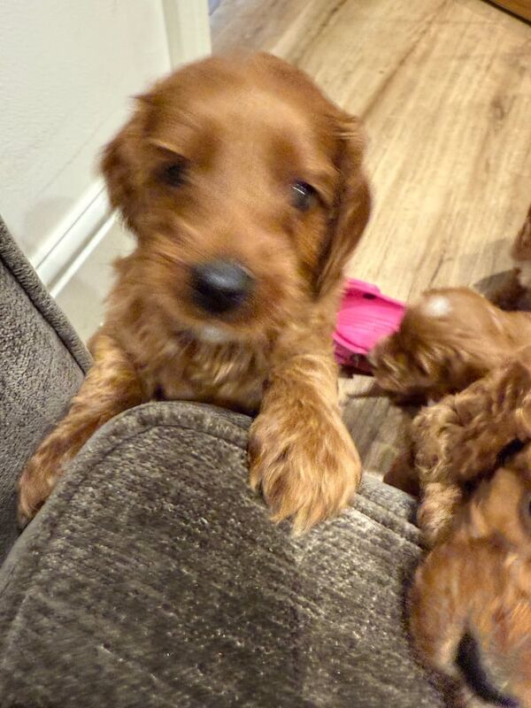 Cockapoo puppies for sale in Kingston upon Hull, East Riding of Yorkshire – 6 weeks old - Image 4 of 4