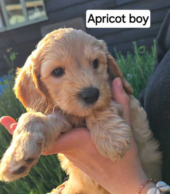 Cockerpoo for sale in Woodbridge, Suffolk