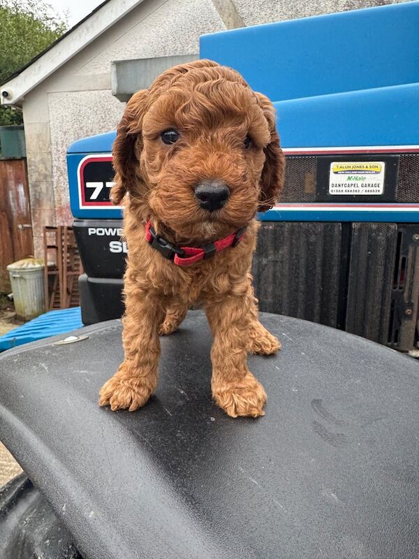 Cockerpoo for sale in Carmarthen / Caerfyrddin, Dyfed