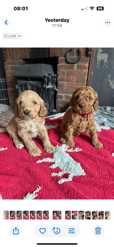 Cockerpoo for sale in Carmarthen / Caerfyrddin, Dyfed | Image 3