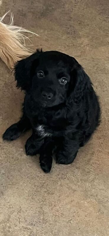 Cockapoo puppies for sale in Sedgefield, Durham – KC registered, 3 months old