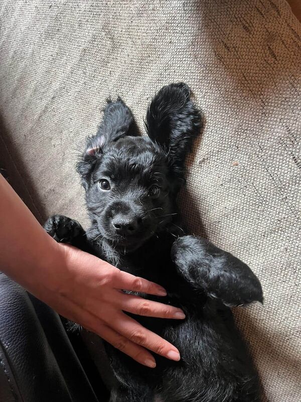 Cockapoo puppies for sale in Sedgefield, Durham – KC registered, 3 months old - Image 2 of 3