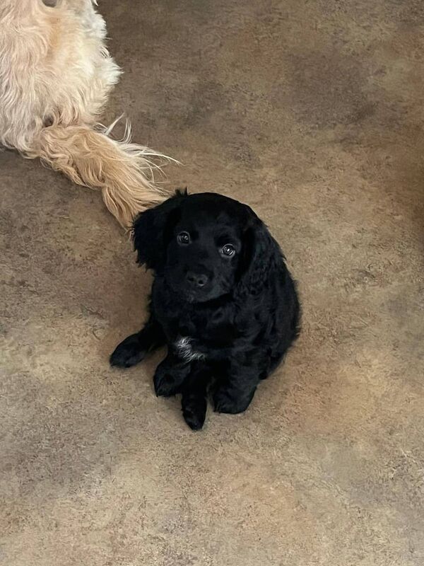 Cockapoo puppies for sale in Sedgefield, Durham – KC registered, 3 months old - Image 3 of 3