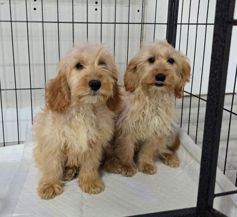 Cockapoo puppies for sale in Scunthorpe, Lincolnshire – 10 weeks old