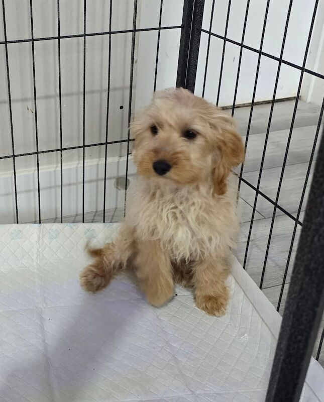 Cockapoo puppies for sale in Scunthorpe, Lincolnshire – 3 months old - Image 2 of 4