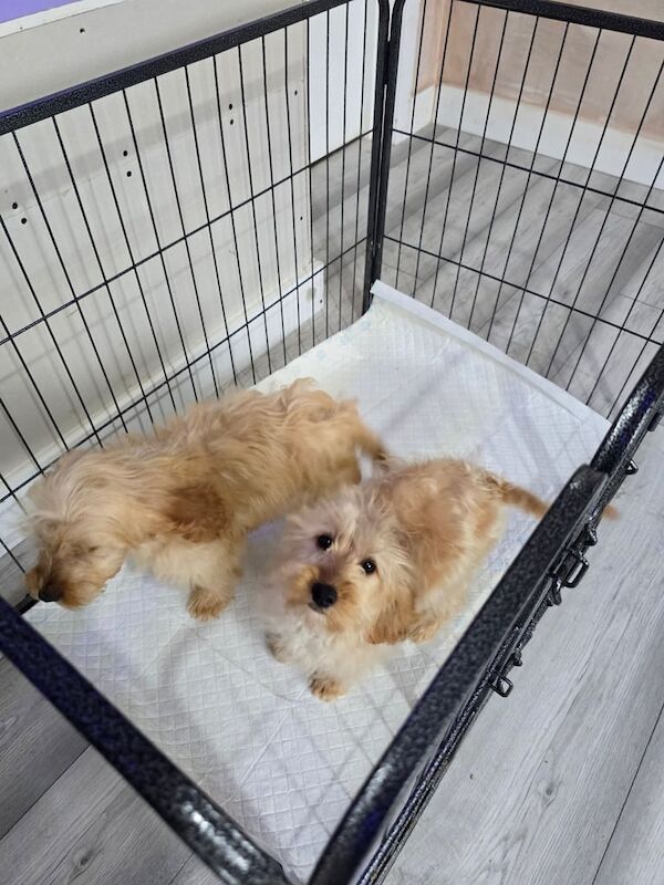 Cockapoo puppies for sale in Scunthorpe, Lincolnshire – 3 months old - Image 3 of 4