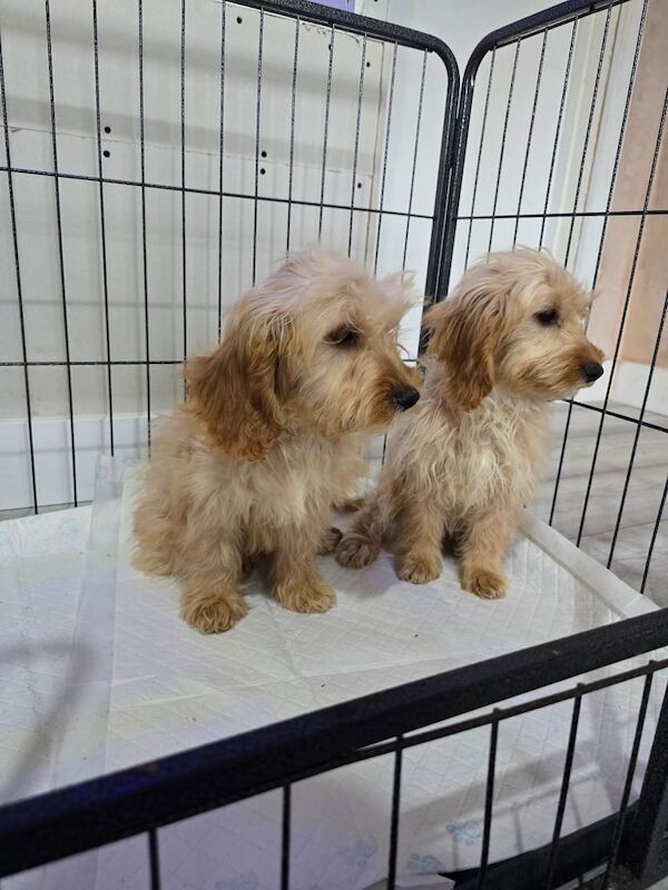 Cockapoo puppies for sale in Scunthorpe, Lincolnshire – 3 months old - Image 4 of 4
