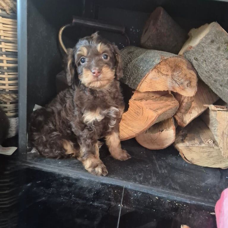 Cockapoo puppies for sale in Hartlepool, Durham – 11 weeks old
