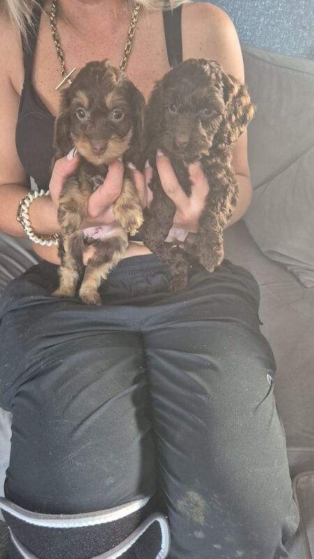 Cockapoo puppies for sale in Hartlepool, Durham – 6 months old - Image 3 of 6