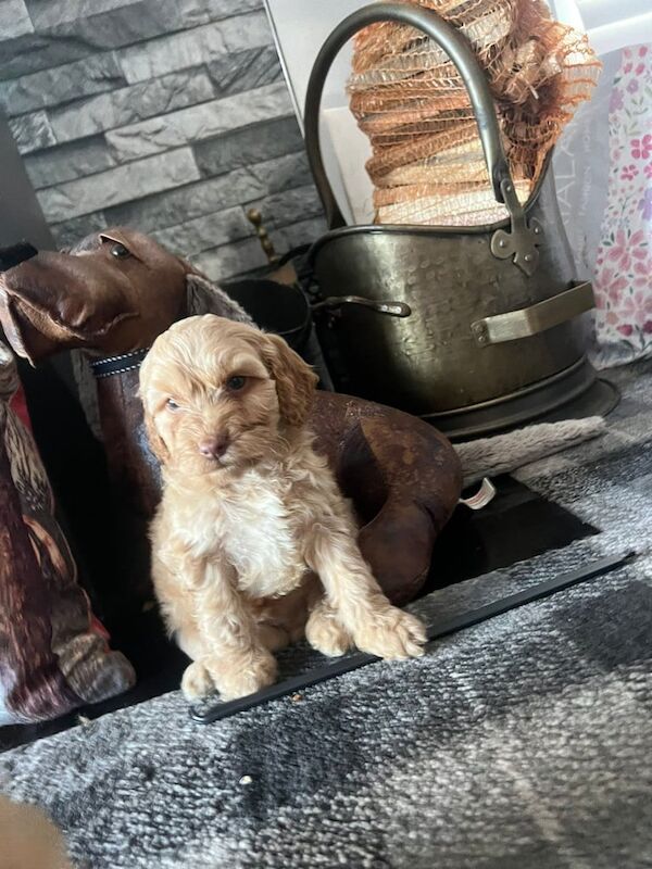 Cockapoo puppies for sale in Hartlepool, Durham – 6 months old - Image 4 of 6