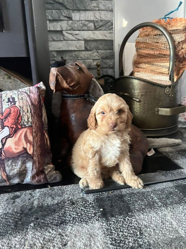 Cockapoo puppies for sale in Hartlepool, Durham – 6 months old - Image 5 of 6