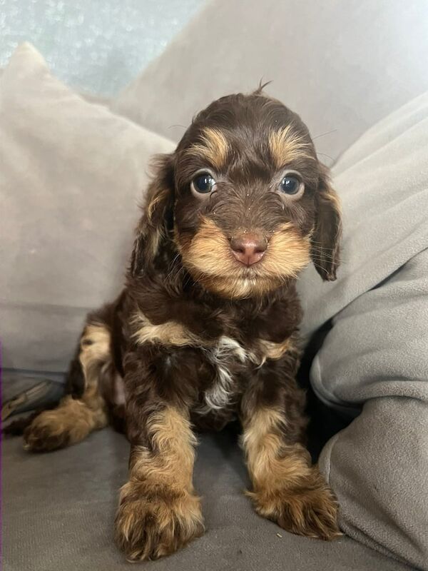 Cockapoo puppies for sale in Hartlepool, Durham – 6 months old - Image 6 of 6