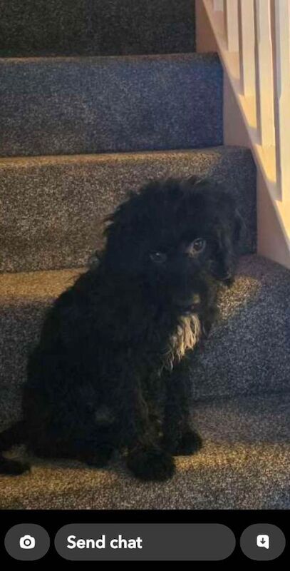 Cockapoo puppies for sale in Norwich, Norfolk – 4 months old