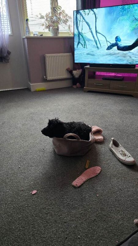 Cockapoo puppies for sale in Norwich, Norfolk – 4 months old - Image 3 of 5