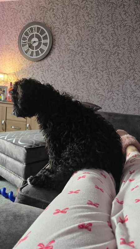 Cockapoo puppies for sale in Norwich, Norfolk – 4 months old - Image 4 of 5