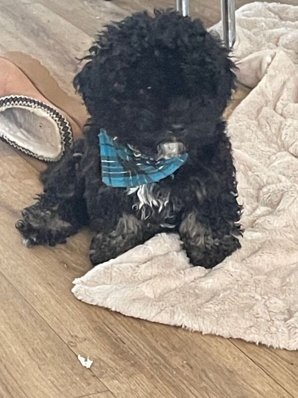 Cockapoo Puppies For Sale Under £1,000