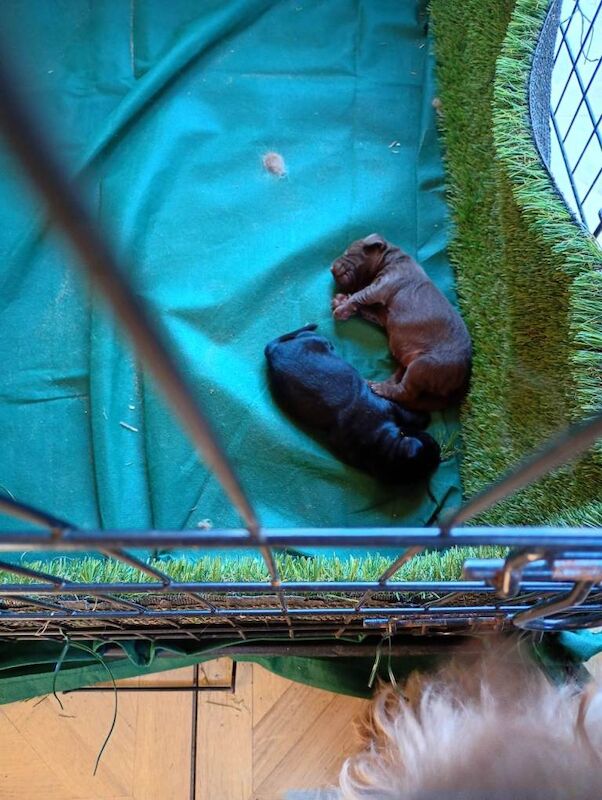 Cockerpoo - Image 2 of 2