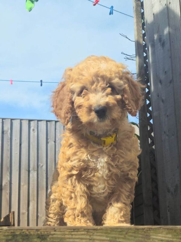 Cockapoo Puppies For Sale