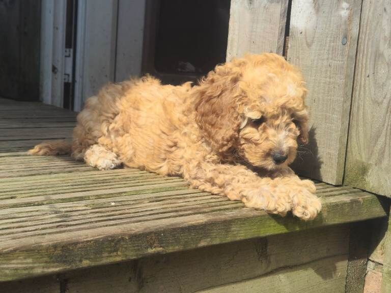Cockerpoo - Image 2 of 5