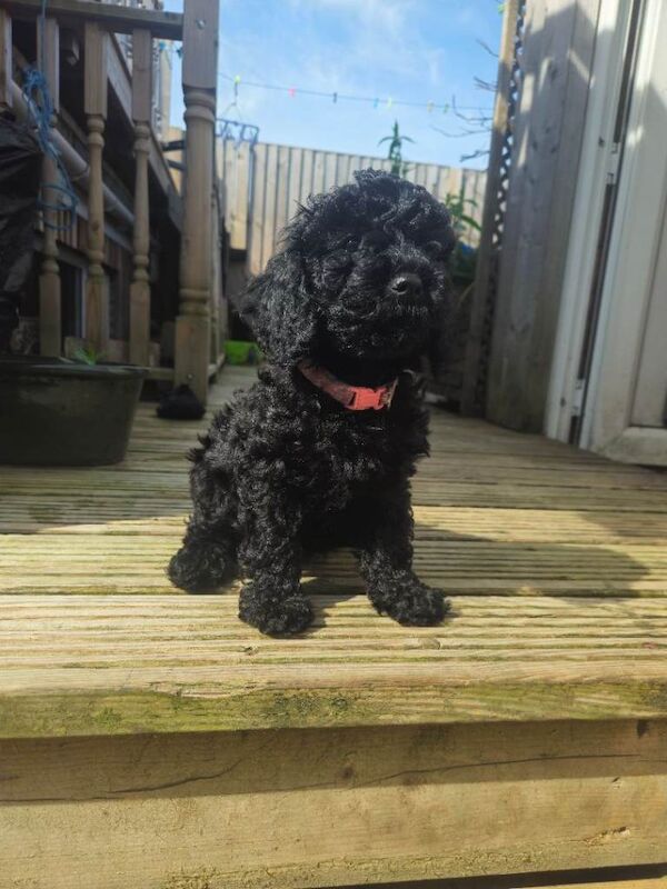 Cockerpoo - Image 4 of 5
