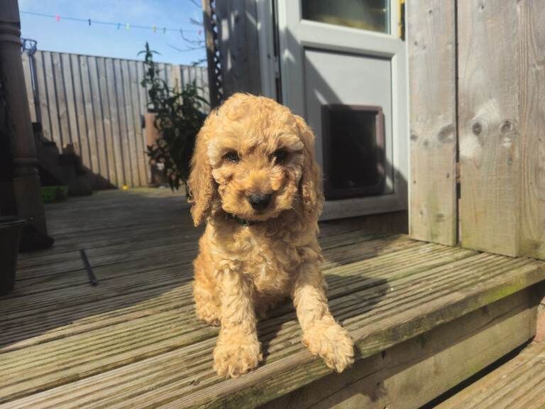 Cockerpoo - Image 5 of 5
