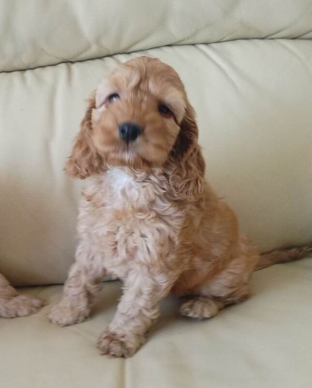 Cockapoo Puppies For Sale