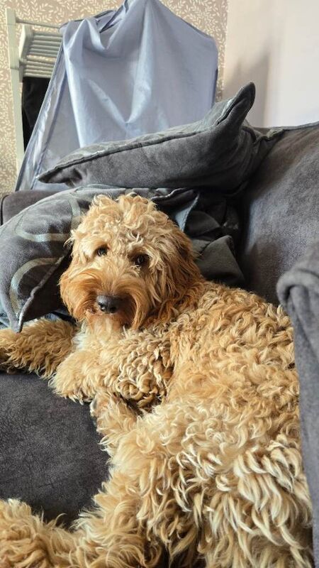 Cockerpoo