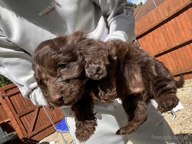 Cockapoo puppies for sale in Cranbrook, Redbridge, Greater London – 11 months old - Image 1 of 5