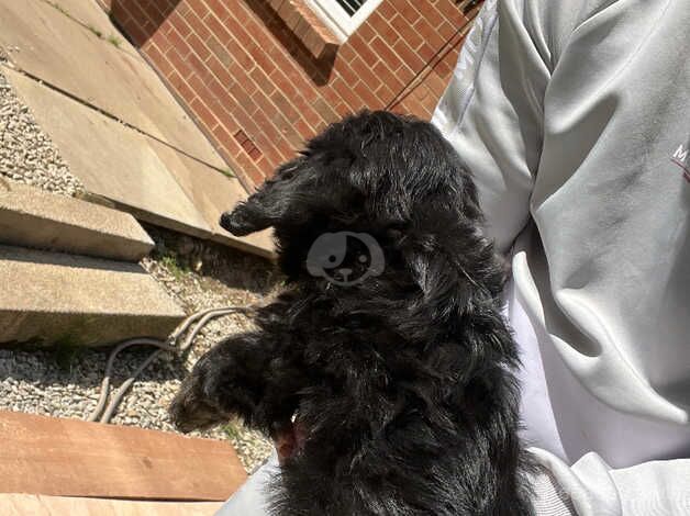 Cockapoo puppies for sale in Cranbrook, Redbridge, Greater London – 11 months old - Image 3 of 5