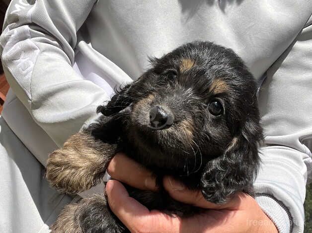 Cockapoo puppies for sale in Cranbrook, Redbridge, Greater London – 11 months old - Image 4 of 5
