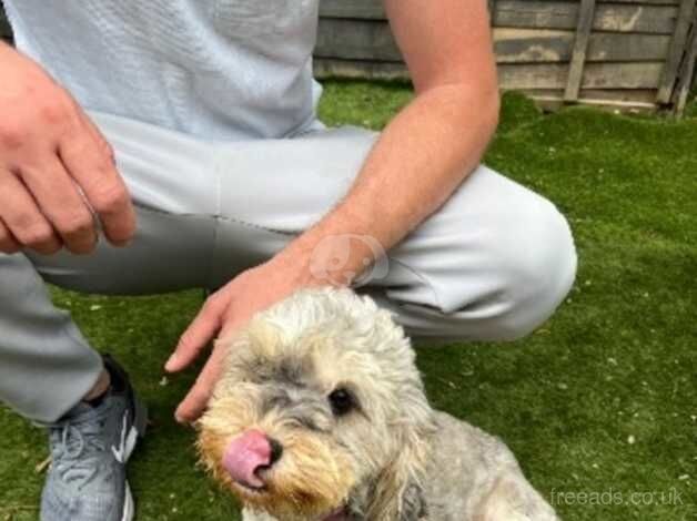 Cockapoo puppies for sale in Cranbrook, Redbridge, Greater London – 11 months old - Image 5 of 5