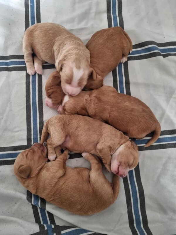Cockerpoo f2 puppies
