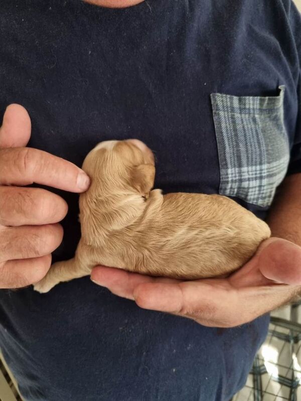 Cockerpoo f2 puppies - Image 3 of 5